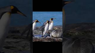 King penguins walk past an Antarctica fur seal🐧 penguin animals wildlife shorts animallover [upl. by Coonan]