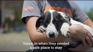 Thank YOU from the ASPCA [upl. by Tolland39]