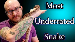 Dumerils Boas The Most UNDERRATED Pet Snake  Complete Care Guide [upl. by Larson]