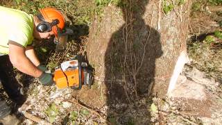 Stihl ms 361 [upl. by Havelock]