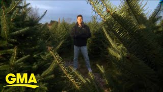 Warmer weather could lead to Christmas tree shortage in the future [upl. by Boycie]