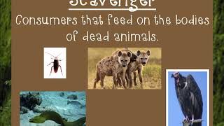 Producers Consumers Scavengers and Decomposers [upl. by Glenine49]