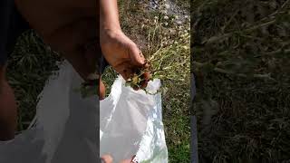 Put LETTUCE In Feed Bags And WATCH What Happens [upl. by Alvis]