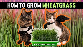 How to grow Wheatgrass Cat Grass at Home without Soil  Easy Guide [upl. by Klapp]