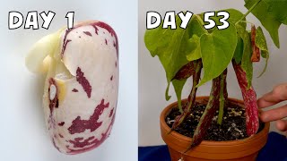 53Day Time Lapse Growing Borlotti Bean from Seeds [upl. by Proulx]