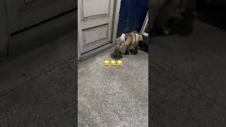 Maa Er Janno Wait 🫣 trending puglove doglover cute youtubeshorts viralvideo [upl. by Izabel]