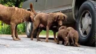 Chesapeake Bay Retriever puppies 6 weeks and Mom play at ChesamoMOV [upl. by Elram]