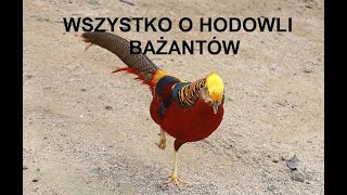 12 ZWIERZĘTA GOSPODARSKIE WSZYSTKO O HODOWLI BAŻANTÓW OPŁACALNOŚĆ WYMAGANIA PORADY [upl. by Eluj]