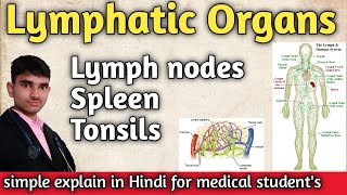 What are the lymphatic organs and their functions ।। Lymph nodes।। Spleen ।। Tonsils in Hindi [upl. by Subak]