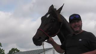 2024 Hambletonian Contenders • Luc Blais • Private Access amp Drawn Impression [upl. by Haleelahk]