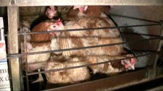 Poules pondeuses  enquête dans un élevage [upl. by Daisie]