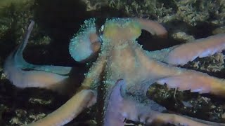 octopus explores my gopro [upl. by Seni]