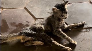 Shocked Poor kitten was electrocuted and now in the rescued and treated [upl. by Cord55]