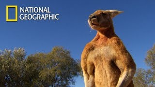 Muscular Kangaroos Martial Arts Match｜National Geographic [upl. by Ris52]