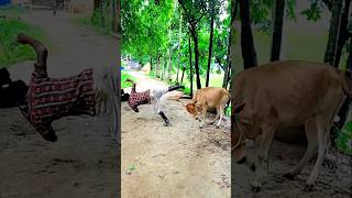 Very funny cow funny comedy cow shortvideo shorts viralvideo video [upl. by Norod]