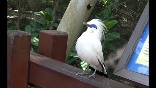 Bali Myna  Singing Eating and Taking a bath [upl. by Eidderf640]