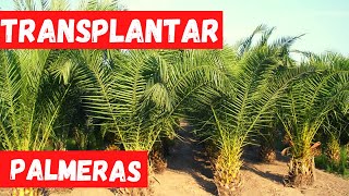 COMO TRANSPLANTAR una PALMERA MÉTODO ASEGURADO [upl. by Zehcnas]