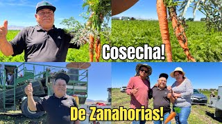 Pisca De Zanahoria 2024 Increíble Proceso De Cosecha🥕🌿🚜 [upl. by Diena]