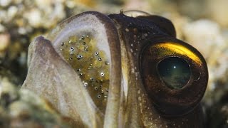 Mouthbrooding Jawfish [upl. by Constantino]