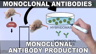 Monoclonal Antibodies and its Production [upl. by Notgnillew664]