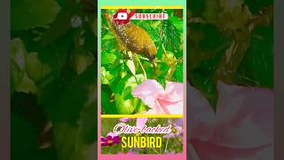 SUNBIRD SOUND shorts youtubeshorts viralvideo viralshort [upl. by Misak]