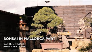 Bonsai in Mallorca II part one [upl. by Searle]