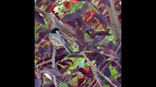 Black Capped Chickadee [upl. by Dorcia]