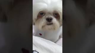 í gìreels memes funny dog [upl. by Euqinamod]