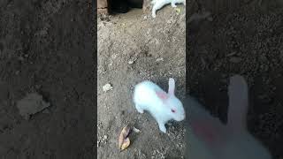 Cute rabbit baby rabbit bunny [upl. by Ralyat]