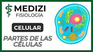 Fisiología Celular  La Célula partes y funciones IGdoctorpaiva [upl. by Aguste]