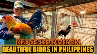 Beautiful Birds In Southern Leyte Philippines  KING ARCHER GAMEFARM [upl. by Tattan49]