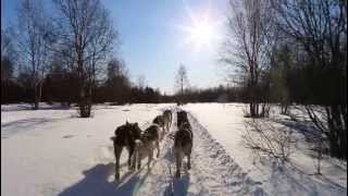 Alaskan Husky Sled Dogs [upl. by Einahpit98]