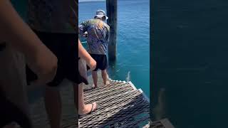 76cm flathead at Kingfisher Bay Jetty Kgari October 2024 [upl. by Puiia]