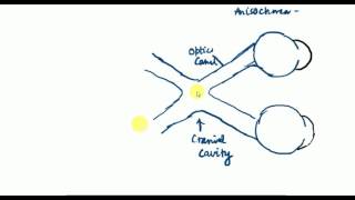 OPTHALMOLOGY LECTURES Neuro ophthalmology VISUAL PATHWAY part 1 [upl. by Enelehcim]