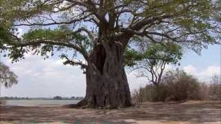 Afrika Der Malawisee  See der Sterne DOKU [upl. by Letsirk]