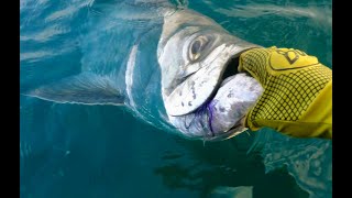 Fly Fishing Migrating Tarpon Off The Beach [upl. by Dalila]