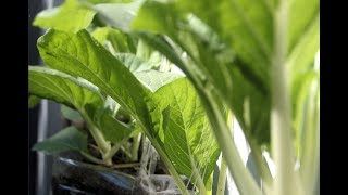 Growing Pechay Bok Choy in a Hanging Plastic Bottle  Plastic Bottle Gardening [upl. by Heins]