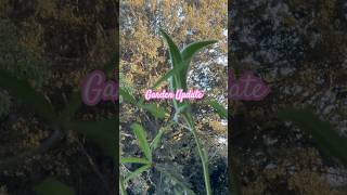 Social Media Detox amp Quick Garden Update 🌱  Full Video Linked Below [upl. by Anaeda964]