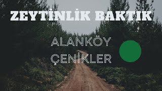 ALANKÖY VE ÇENİKLERDE ZEYTİNLİK BAKTIK [upl. by Elyse]