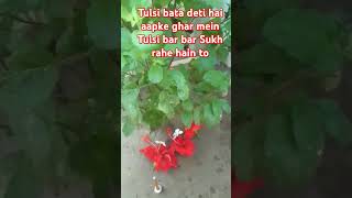 Tulsi bata deti hai aapke ghar ki dasha kya hai bar bar jal dalne se Tulsi sukhti hai to [upl. by Alludba]