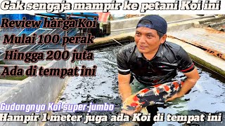 Gak sengaja mampir ke petani Koi ini ‼️ternyata Koi super jumboan full stoknya ‼️Heri Koi farm tuban [upl. by Llerroj]