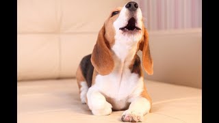 Beagle howling crazy and funny  Beagle singt ziemlich schräg 2019 [upl. by Gabe831]