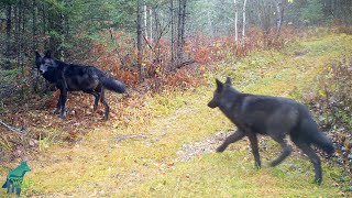 Almost entirely black wolf pack in northern Minnesota [upl. by Netsuj]