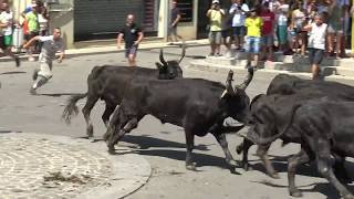 CALVISSON JOURNEE TRADITIONNEL ABRIVADE  VACHE 21072018 [upl. by Ecnerret]