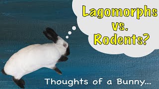 Lagomorphs VS Rodents  Whats the Difference [upl. by Nimsaj]