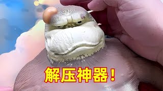 【开箱合集05】开箱搞笑解压神器，品尝自制黑暗料理，揭秘网络真相 [upl. by Mcafee]