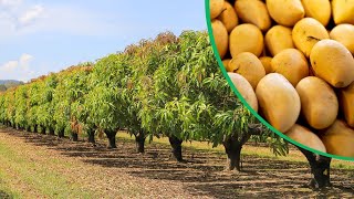 Beautiful Mango Farming In Australia  Best Mango Farm in The World [upl. by Eldwen]