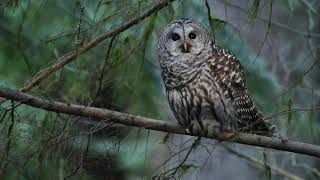 Adult Barred Owl hooting [upl. by Leighton]