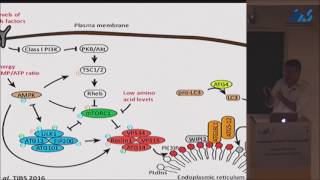 Zvulun Elazar  Regulation of Autophagosome Biogenesis [upl. by Ahsenad896]