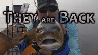 Theyre BACK Redfish Schools St Johns River Monsters [upl. by Fran]